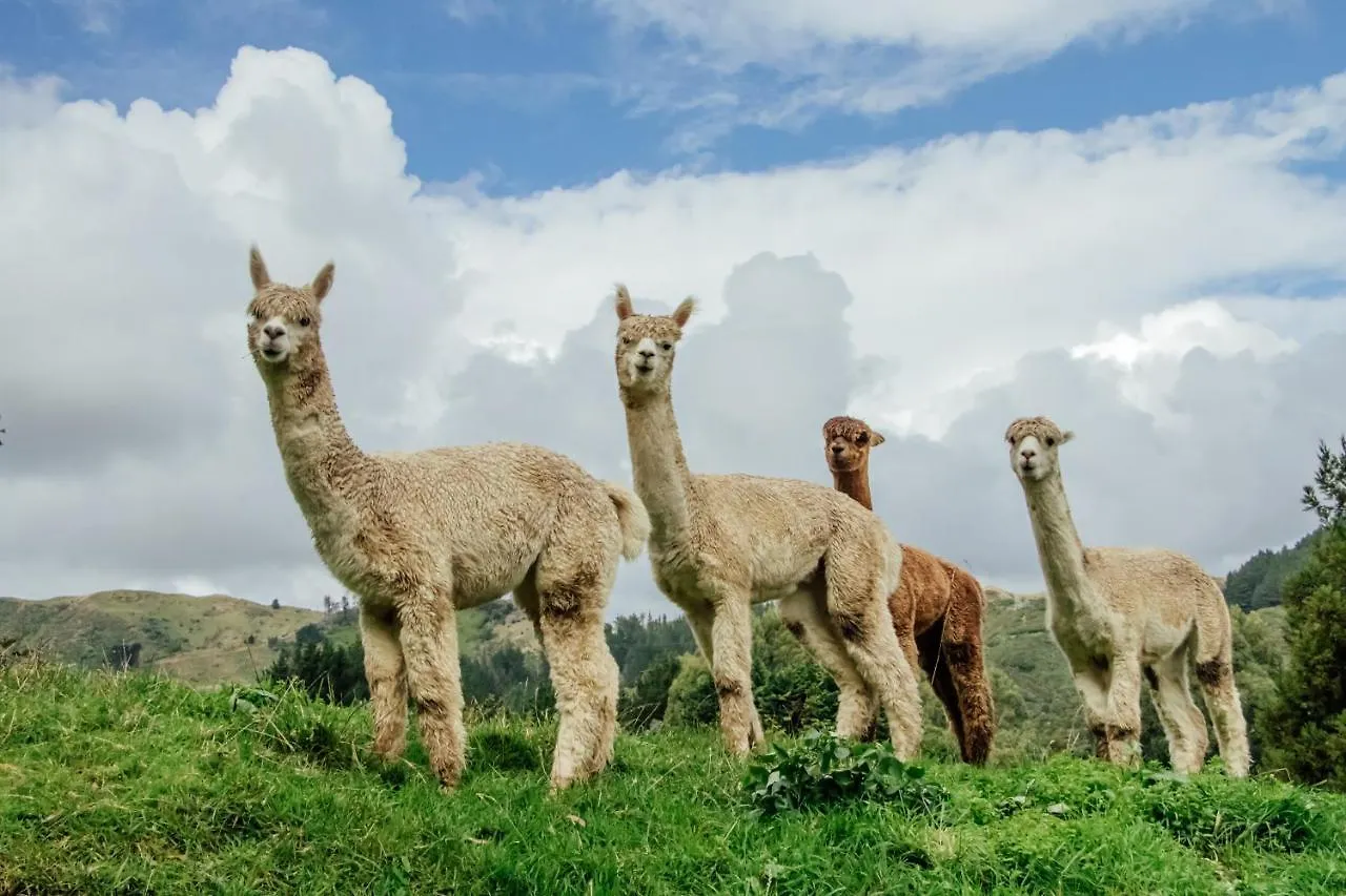 Apartment Luxury Stay, Alpaca Farm Paraparaumu New Zealand
